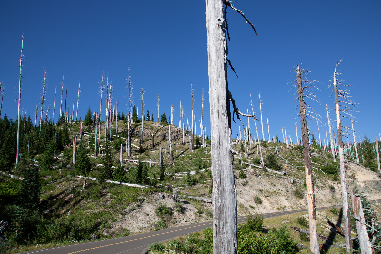 Washington State, USA. All rights reserved © Tomas Bertelsen